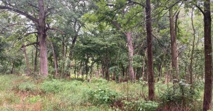 Former savanna at Meyer Preserve that has been encroached by undesirable woody species